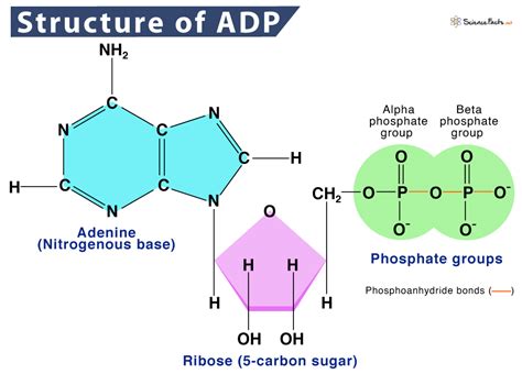 Adenosine Diphosphate - Definition, Structure, Function