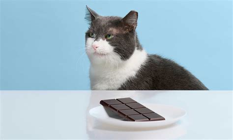 Can Cats Eat Chocolate?