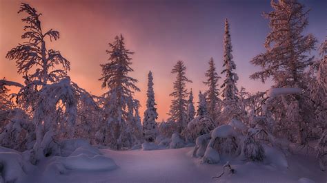 Forest Snow Covered Spruce Trees During Sunset HD Winter Wallpapers | HD Wallpapers | ID #52482