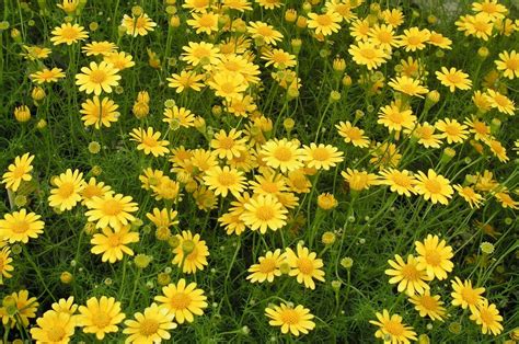 Field+of+Yellow+Daisies (image)