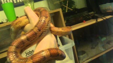 corn snake breeding rack and snakes - YouTube