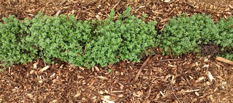 Growing Thyme From Cuttings | Tips for Propagating Thyme Plants