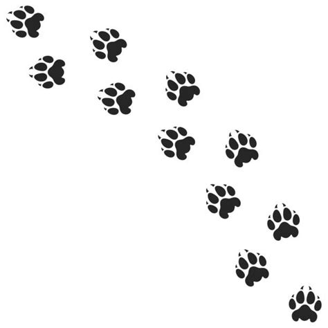 Mountain Lion Paw Print Illustrations, Royalty-Free Vector Graphics ...