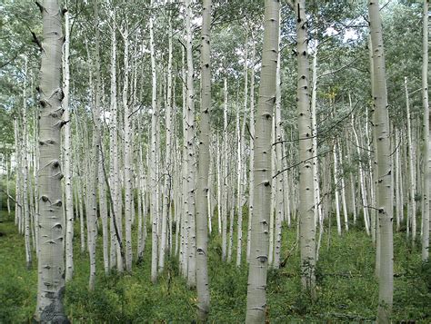 Aspen Trees Photograph by Gary Colet Photography - Pixels