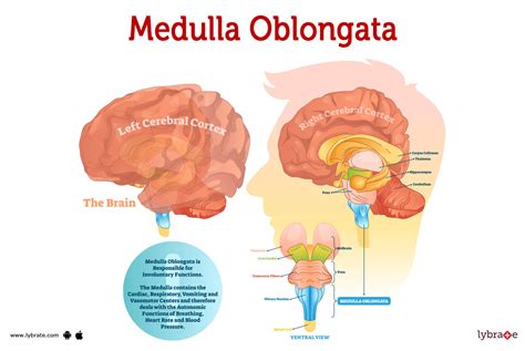 Medulla Oblongata (Human Anatomy): Picture, Functions, Diseases, and Treatments