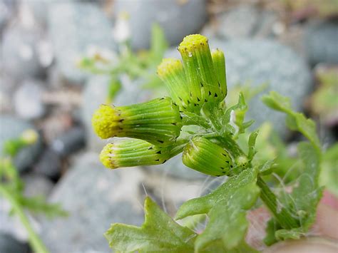 Senecio vulgaris (common ragwort): Go Botany