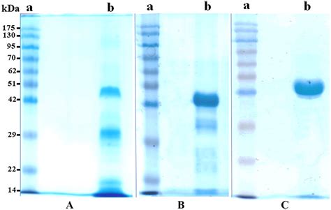 Sodium dodecyl sulfate-polyacrylamide gel electrophoresis for the ...