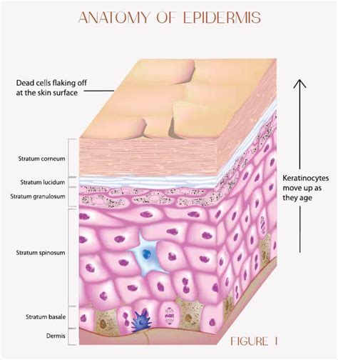 Science of the Skin | Corneobiology | Understanding the skin