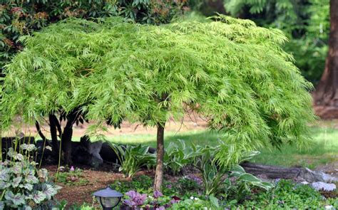 Green Laceleaf Japanese Maple | A Tree Garden