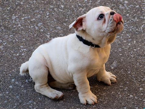 File:Rocco the Bulldog.jpg - Wikimedia Commons