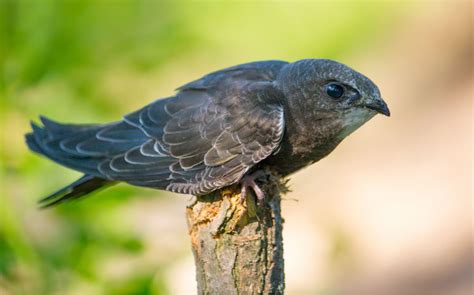 ¿Qué aves migran en otoño? - Mis animales