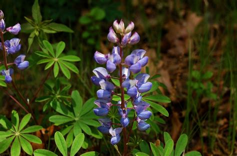 How to Grow Blue Lupine Flowers (American Native)