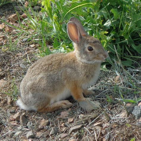 Cottontail Rabbit – Photos Public Domain