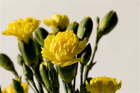 Yellow Carnation: Meaning, Symbolism, and Proper Occasions - A-Z Animals