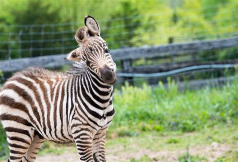 9 Best Zoos in Northern VA (& Nearby) - Our Kids