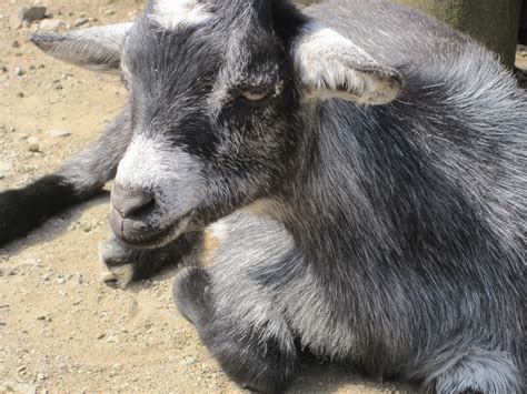 Grey Goat Free Stock Photo - Public Domain Pictures