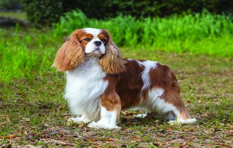 Do Cavalier King Charles Spaniels Bark a Lot?