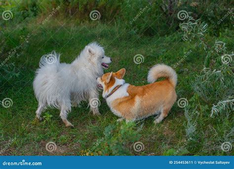 Samoyed and Corgi Dogs Play in Nature Stock Image - Image of friend, funny: 254453611