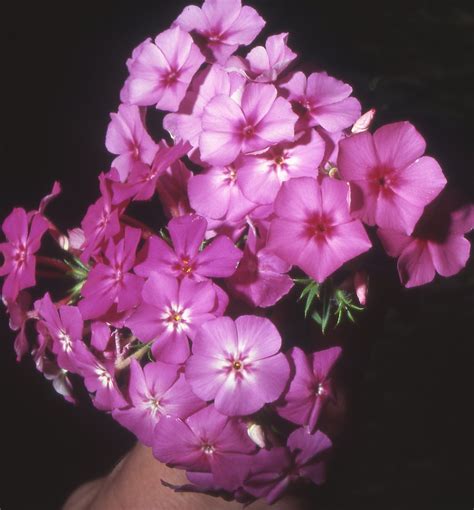 Phlox drummondii (annual phlox): Go Botany