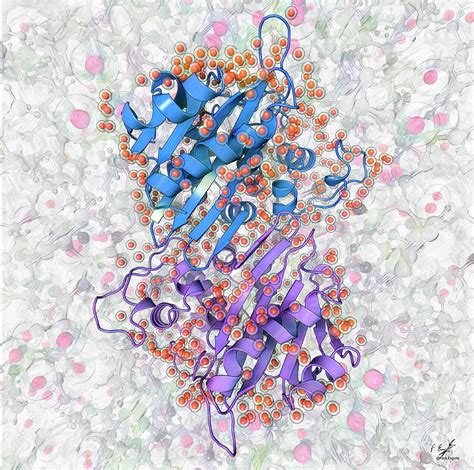 Beta-lactamase Molecule Photograph by Francisco J. Enguita/science Photo Library - Fine Art America