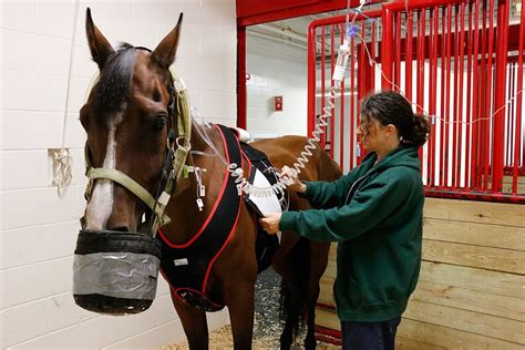 Equine Vet & Medicine | Horse Veterinarian | UW Veterinary Care