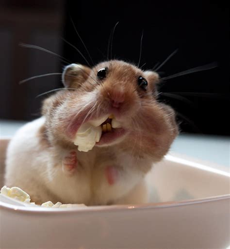 Our Little Hamster Found The Popcorn On The Table And Took As Much As He Could | Bored Panda