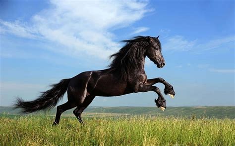 Black Steed, black, steed, horse, animal, HD wallpaper | Peakpx