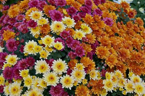 Chrysanthemum (mums) | North Carolina Extension Gardener Plant Toolbox