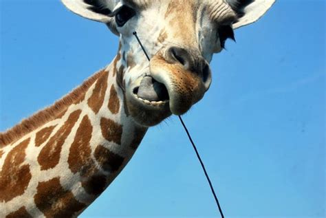 Turns out giraffes only have bottom teeth. I shall update the sub accordingly. : GGwotBTS