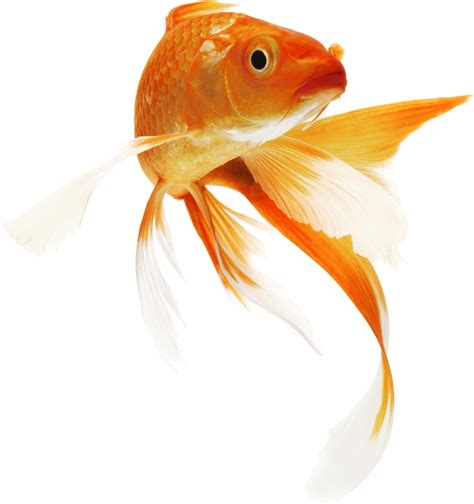 Goldfish Transparent Png Clipart - Full Size Clipart (#2782901 ...