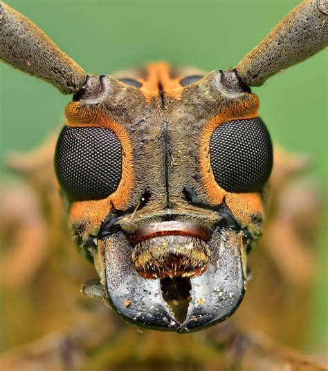 Longhorn Beetle | Longhorn beetle, Macro photography insects, Insect eyes