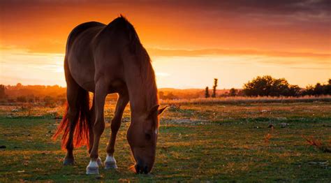 1200x2040 Resolution horse, field, pasture 1200x2040 Resolution ...