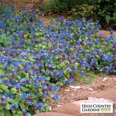 Hardy Plumbago, Ceratostigma plumbaginoides | High Country Gardens ...