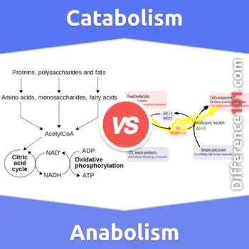 Catabolism vs. Anabolism: 5 Key Differences, Pros & Cons, Examples ...