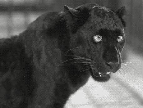 Panther GIF - Find & Share on GIPHY