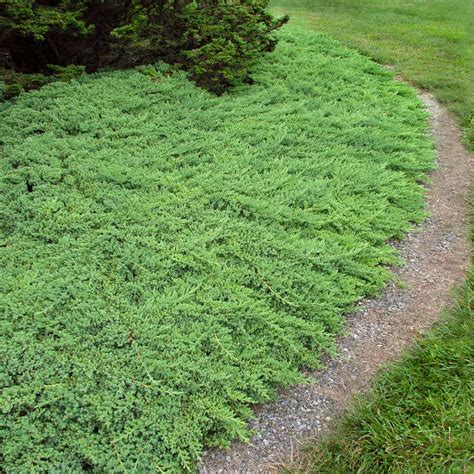 Green Mound Juniper - Juniperus procumbens 'Nana' – BrighterBlooms.com