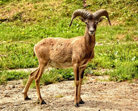 Free Images : male, wildlife, horn, mammal, fauna, goats, vertebrate, sheeps, ruminant, animal ...