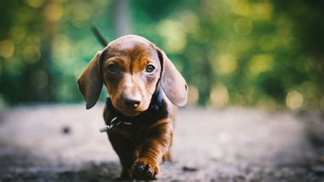 Update 69+ dachshund wallpaper - in.cdgdbentre