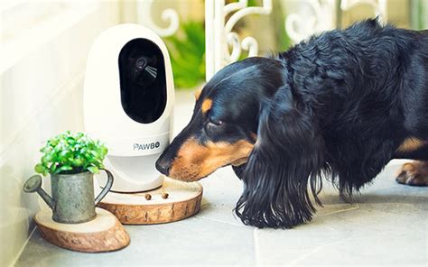 Dog Boarding Near Me With Cameras / Poochies Mutts Launches New ...