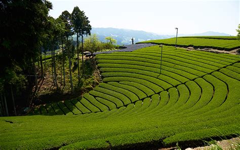 The Most Breathtaking Tea Plantations in the World | Honeymoon Dreams