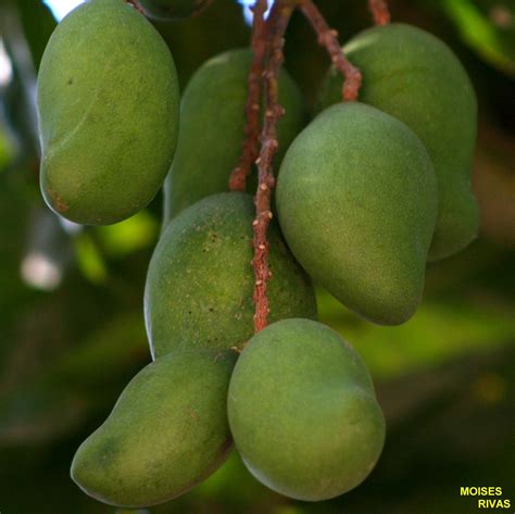 Mangos En El Salvador