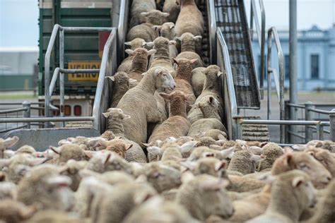 Live Export in Australia - Hot Topics - Animal Protection - Voiceless