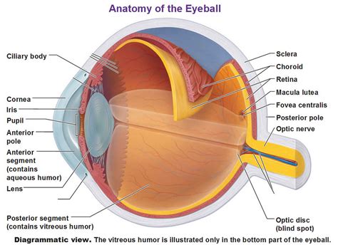 Choroid eye and choroid plexus function and choroid plexus tumors