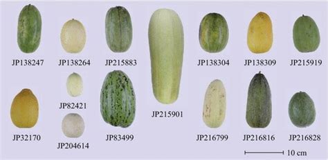 Mature parthenocarpic fruits of 14 accessions. Numbers indicate ...