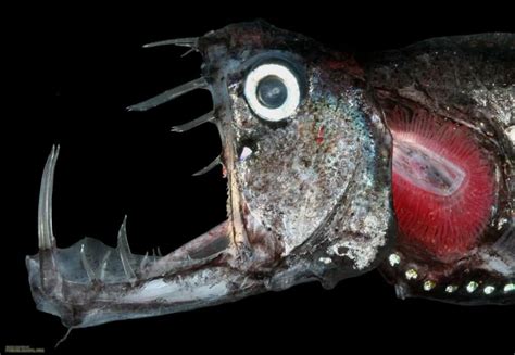 15 Of The Freakiest Deep-Sea Creatures