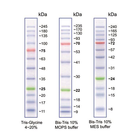 BlueStar Plus Prestained Protein Marker - NIPPON Genetics EUROPE