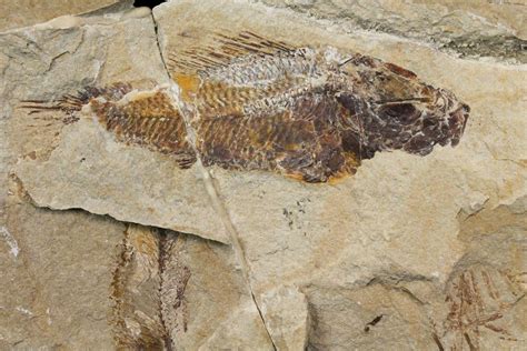 3.35" Cretaceous Fossil Fish (Pateroperca) - Lebanon (#147225) For Sale - FossilEra.com