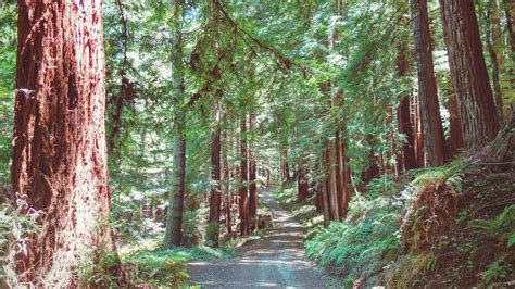 Butano Loop in Pescadero Creek County Park – Hiking in California