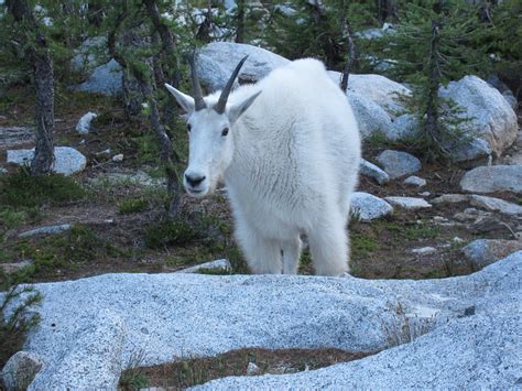 Enchantments 9-1-2012 | Clint Green | Flickr