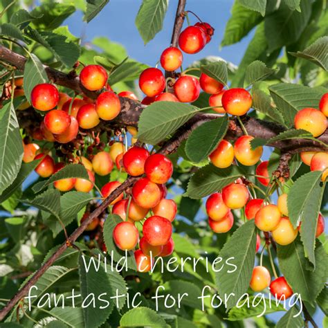 Wild Cherry – Sponsor a tree ~ a perfectly natural gift